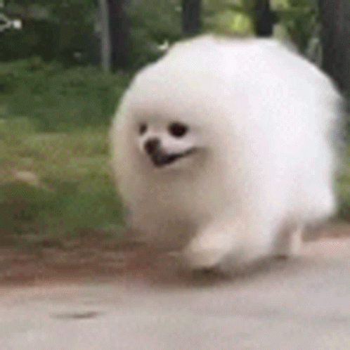 Fluffy White Dog GIF
