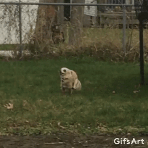 Dog Running Away From The Neighbor GIF