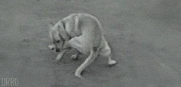 Dog Running Biting Single Leg Deadlift GIF