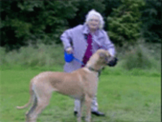 Dog Running Dragged The Old Woman GIF