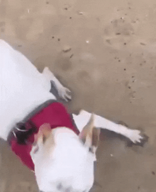 Dog Running Enjoying The Shore GIF