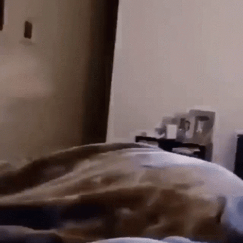 Dog Running Fast On The Room GIF