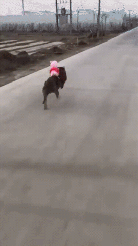 Dog Running Fast With Peppa Pig GIF