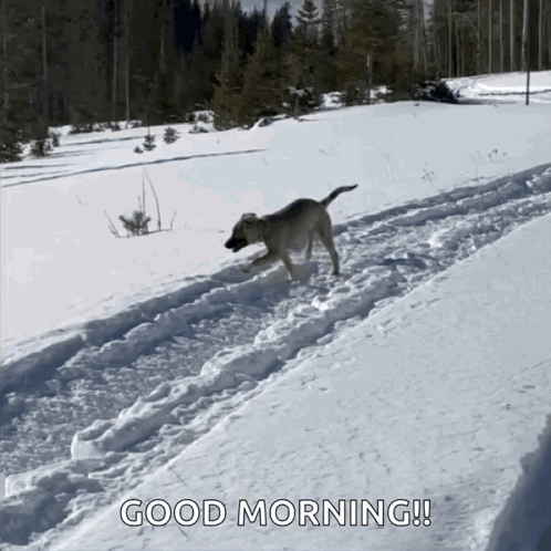 Dog Running in Snow Saying Good Morning
