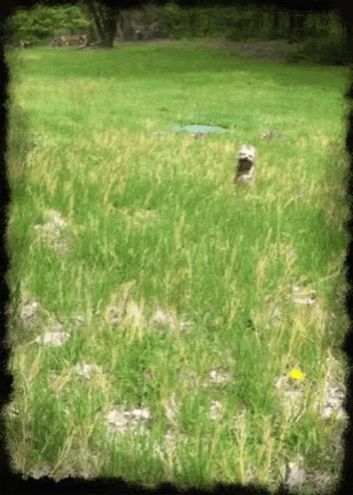 Dog Running In The Bushes GIF
