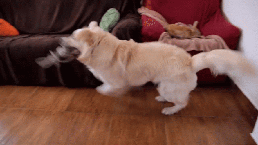 Dog Running In The Living Room GIF