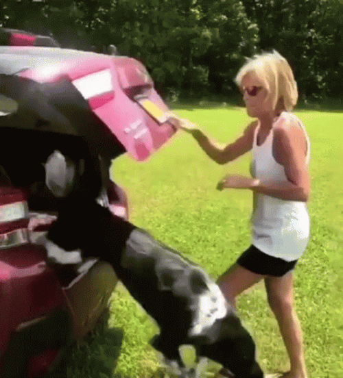 Dog Running Jumped On The Lake GIF