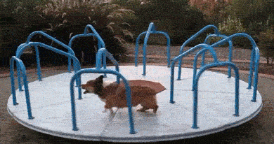 Dog Running On A Spinning Merry Go Round GIF