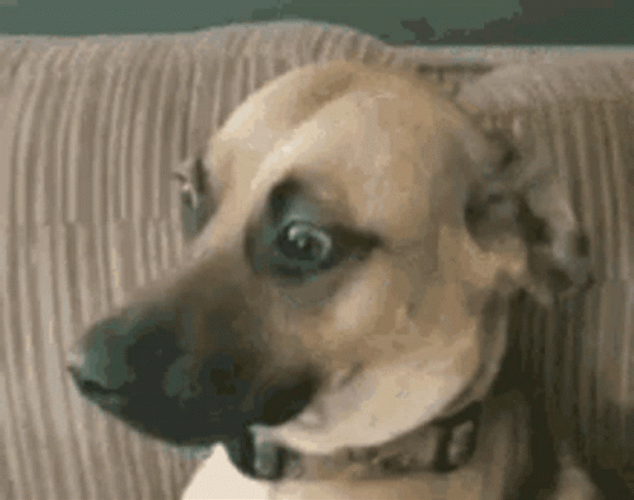 Dog Running On His Head GIF