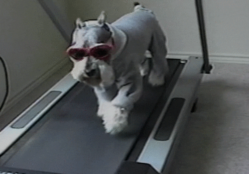 Dog Running On Treadmill GIF