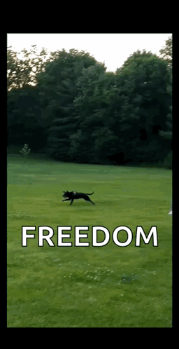 Dog Running Through Grassy Field Saying Freedom GIF