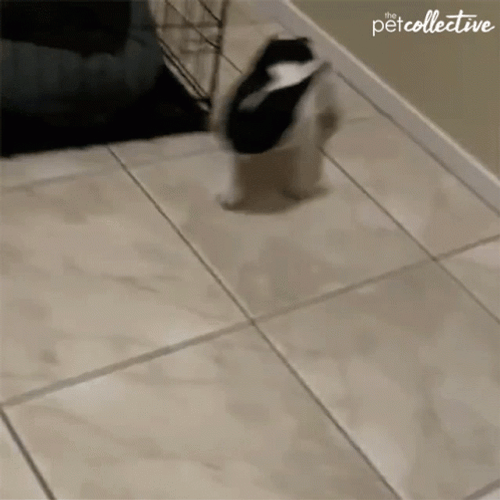 Dog Running To Hide GIF