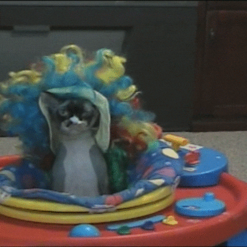 Dog's Crazy Hair Style GIF