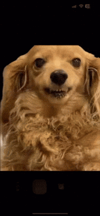 Dog's Face Close Up