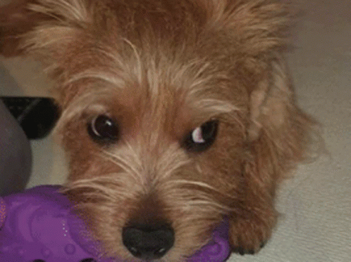 Dog's Face Close Up GIF