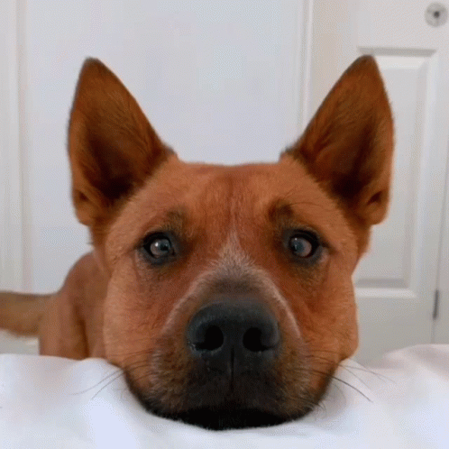 Dog's Face Close Up GIF