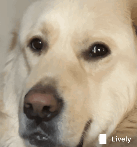 Dog's Face With Lively Icon