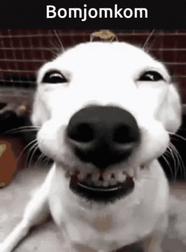 Dog's Ugly Big Smirk GIF