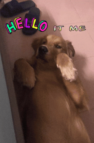 Dog Saying Adele Hello It Me GIF