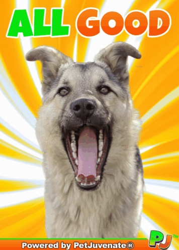 Dog Saying All Good