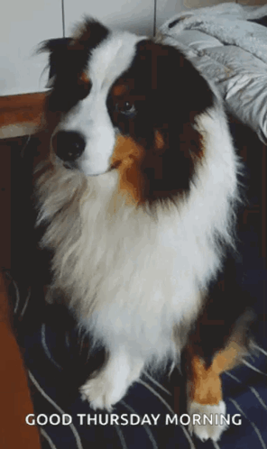 Dog Saying Good Thursday Morning