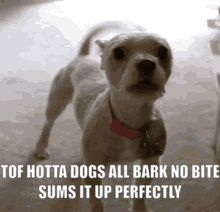 Dog Saying Hotta Dogs All Bark No Bite