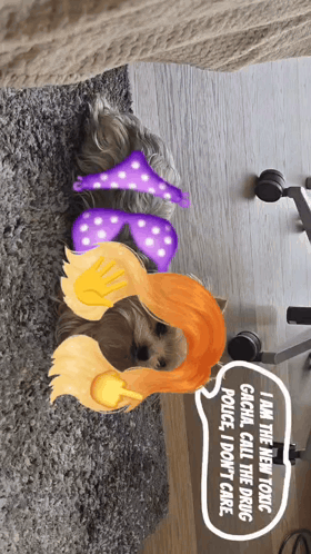 Dog Saying I Am The New Toxic