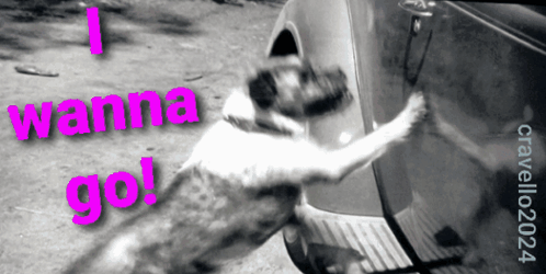 Dog Saying I Wanna Go