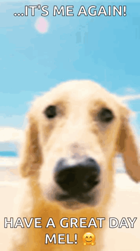 Dog Saying It's Me Again Have Great Day GIF