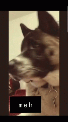 Dog Saying Meh GIF