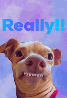 Dog Saying Really in Blue