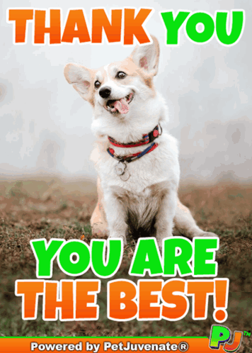 Dog Saying Thank You You Are The Best
