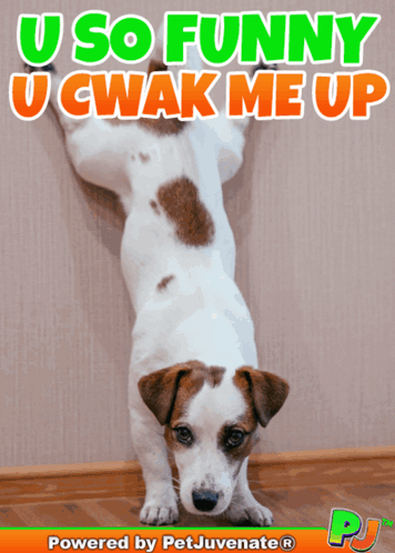 Dog Saying U So Funny U Cwak Me Up GIF