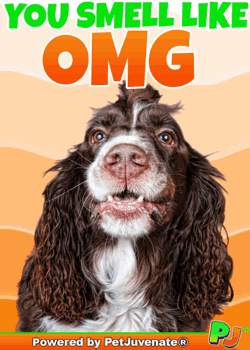 Dog Saying You Smell Like OMG
