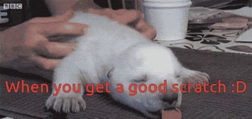 Dog Scratch When You Get A Good Scratch GIF