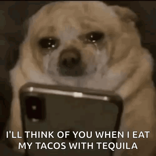 Dog Scroll GIF