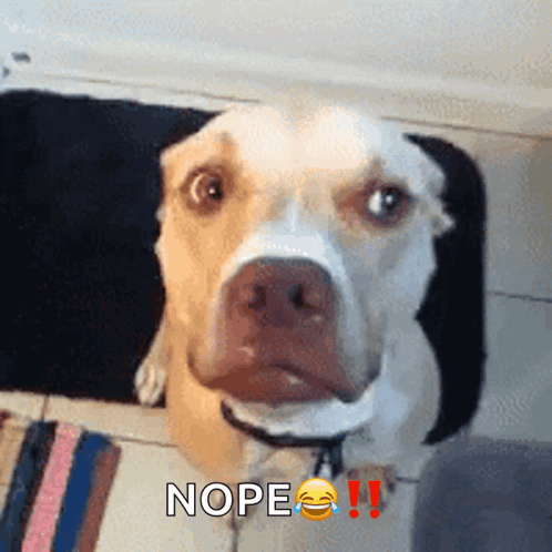 Dog Shake My Head GIF