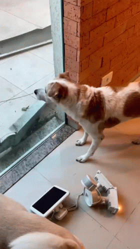 Dog Shivering Because Of Anger GIF