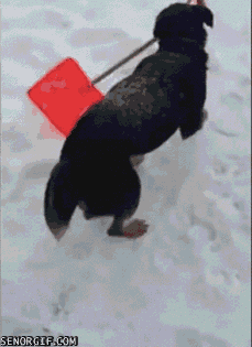 Dog Shoveling Ice GIF