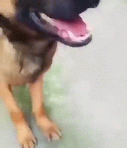 Dog Shy Shy Dog GIF