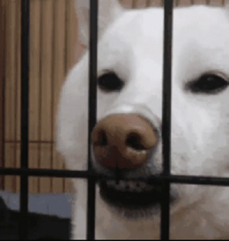 Dog Silly Face In Cage GIF