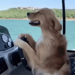 Dog Sitting at Boat Steering Wheel