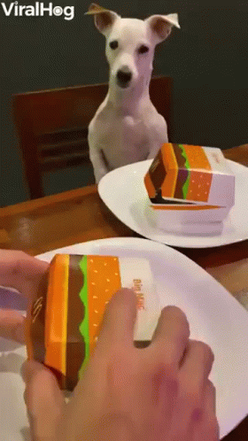 Dog Sitting at Table Looking at Hamburger Box