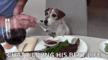 Dog Sitting At Table Watching Person Eat GIF