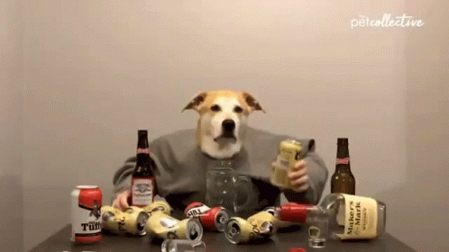 Dog Sitting at Table With Beer and Whiskey