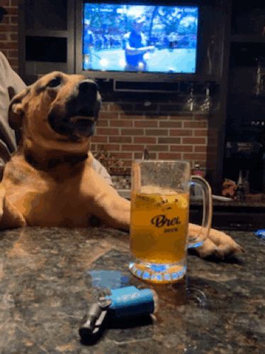 Dog Sitting at Table With Beer Mug Saying Brea
