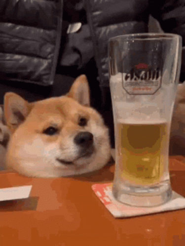 Dog Sitting at Table With Glass of Beer
