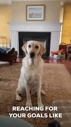 Dog Sitting by Fireplace Reaching Goals