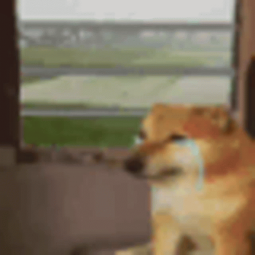Dog Sitting by Window With Tear From Nose