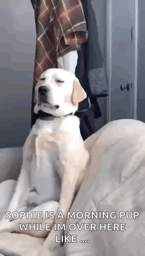 Dog Sitting Couch Eyes Closed Person Behind